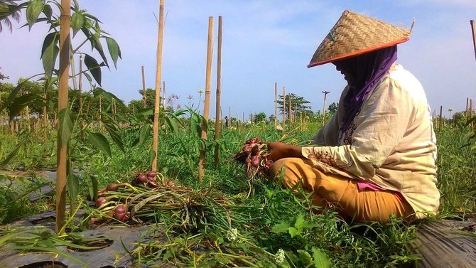 Distan Kirim Petani Bawang Kepahiang ke Pulau Jawa