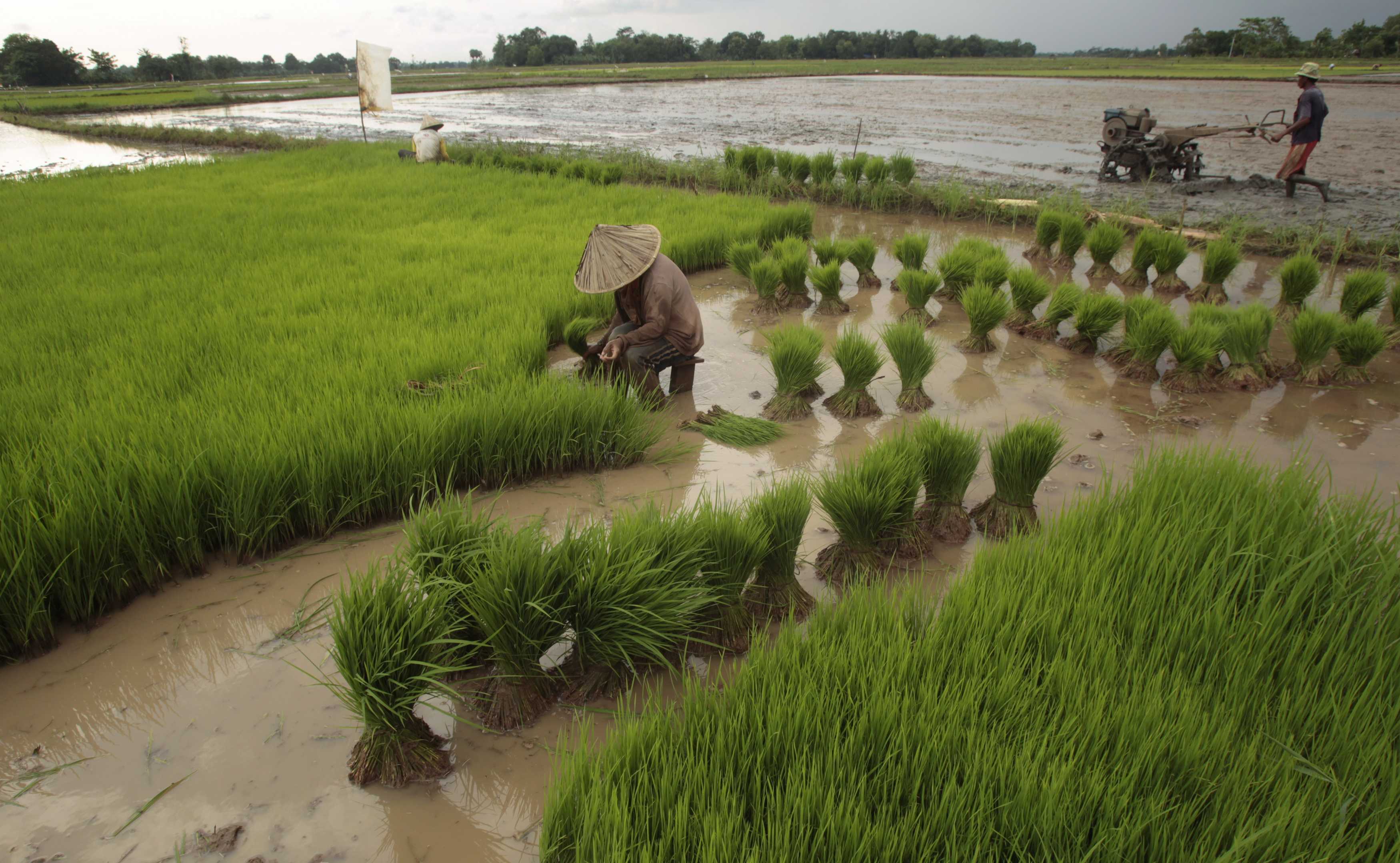 Puluhan Hektar Sawah Terancam Kekeringan