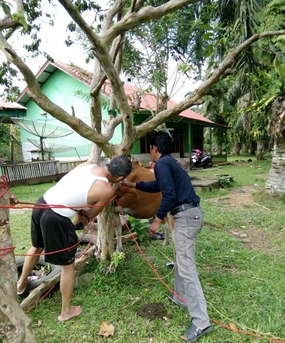 Virus Jembrana Merajalela, Dua Pekan 28 Sapi Mati