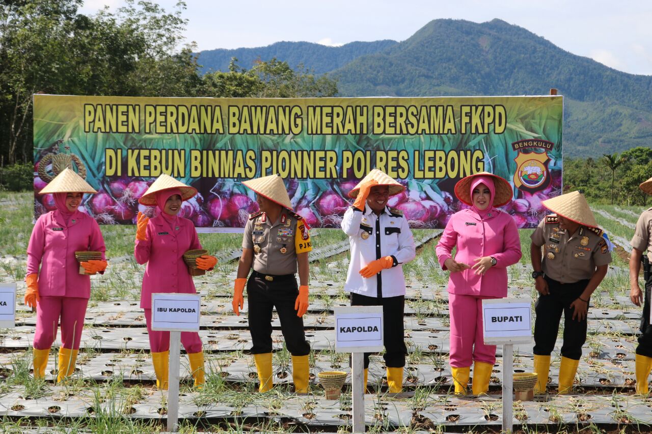 Ke Lebong, Kapolda Panen Bawang Merah