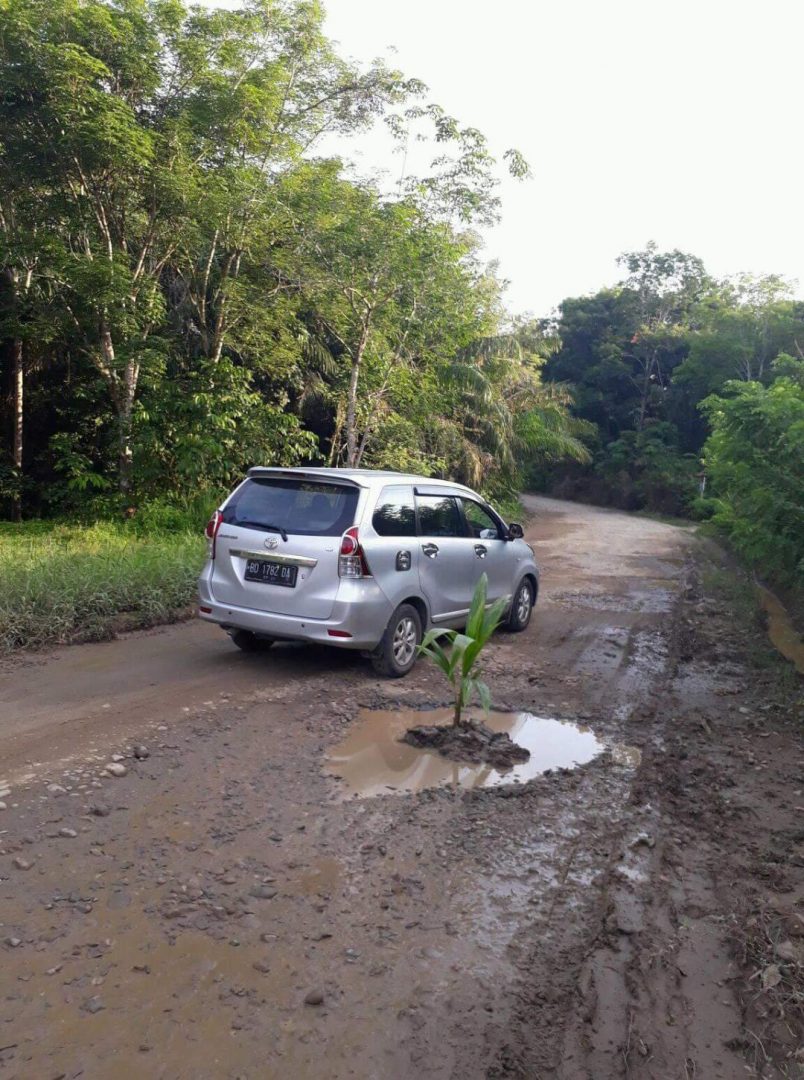 Pohon Kelapa Tumbuh di Tengah Jalan KP