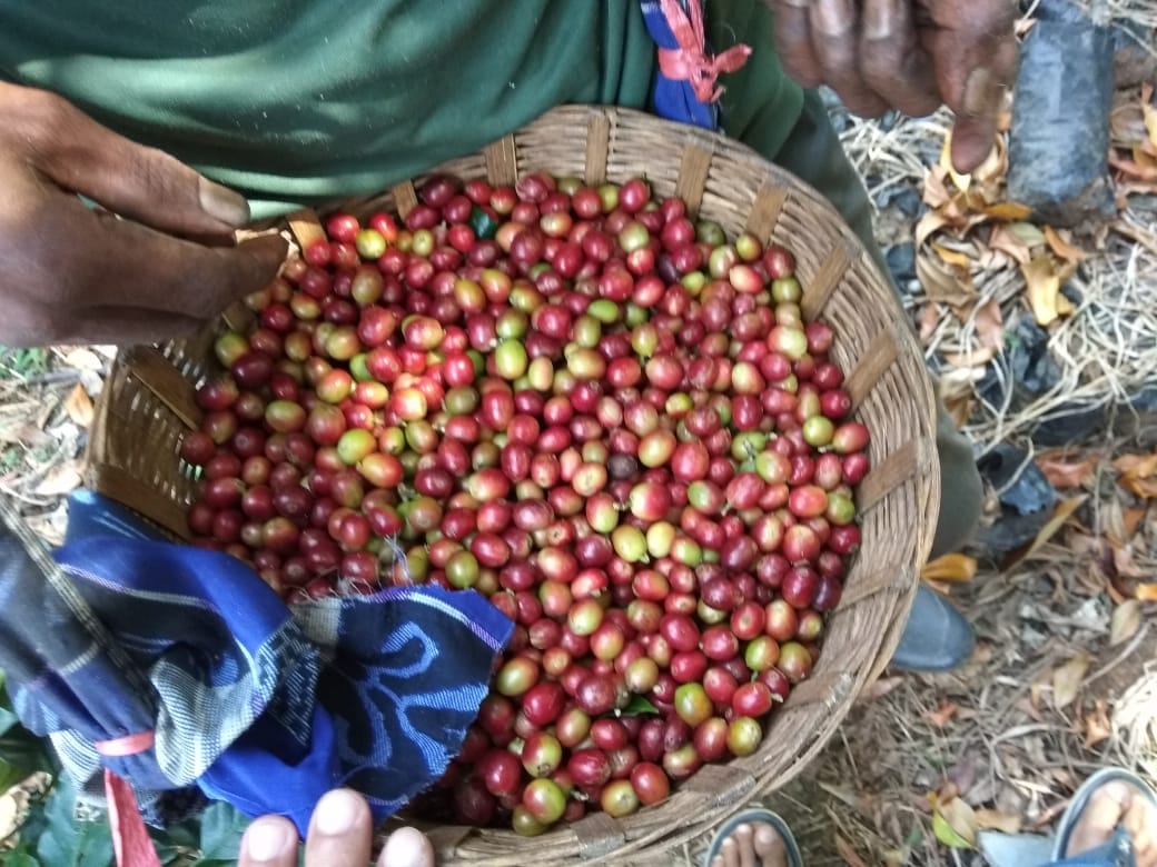 Berharap Harga Kopi Stabil