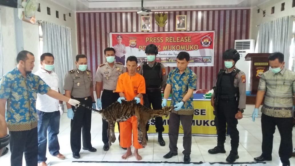 Polisi Gagalkan Perdagangan Kulit Harimau