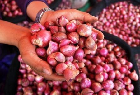 Program Bawang Merah Kembali Disalurkan