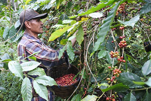 Targetkan Wisata Kopi, 2 Kabupaten Jadi Fokus Pengembangan