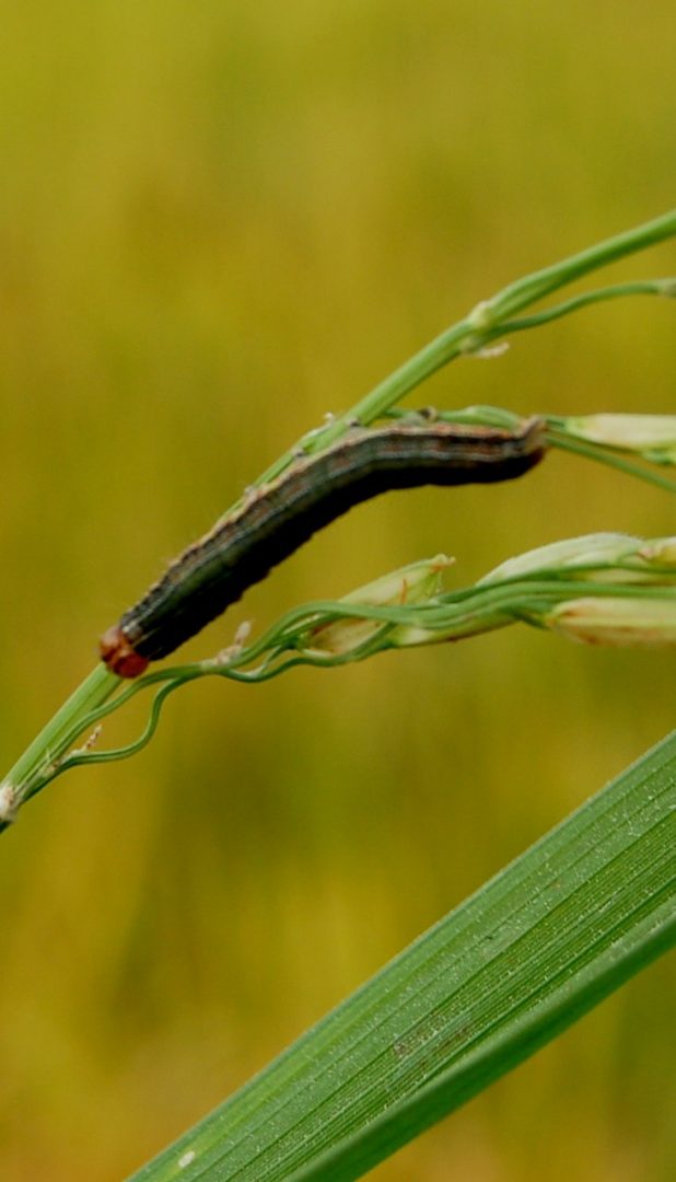 Petani Sawah Keluhkan Serangan Hama Ulat