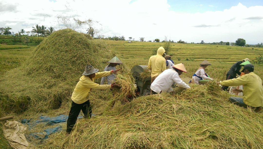 Bulog Masih Keok dengan Tengkulak