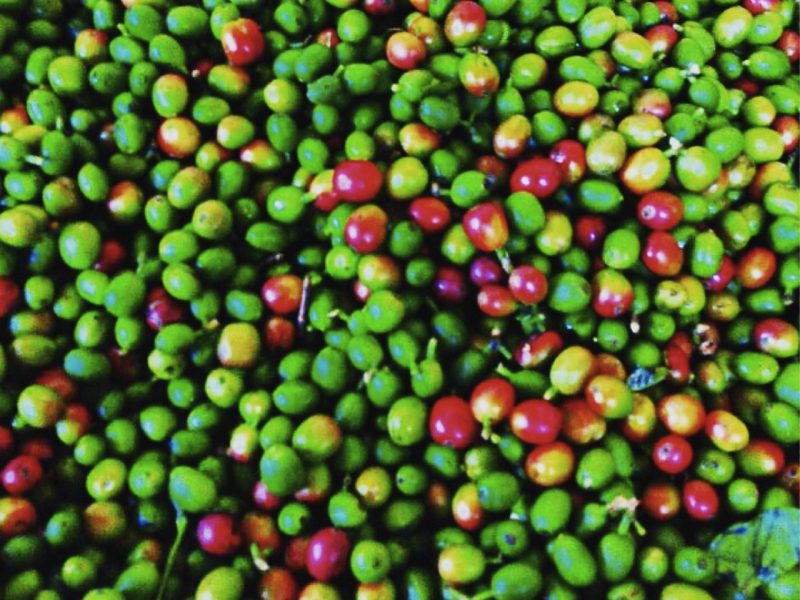 Harga Kopi Anjlok, Petani Menjerit