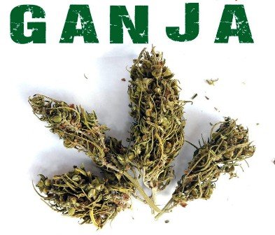 Simpan Ganja, Warga Kebun Dahri Ditangkap