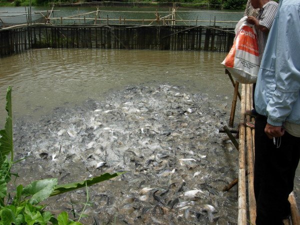 Budidaya Ikan Patin Mulai Diminati