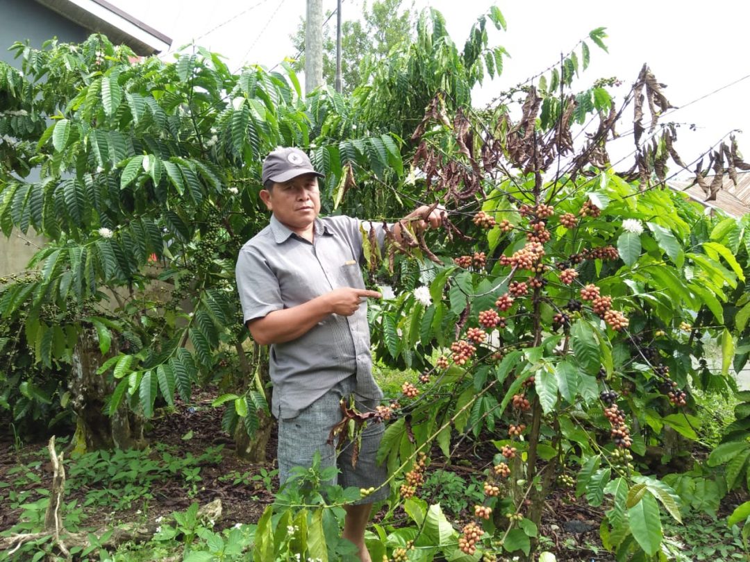 Tanaman Kopi Petani Mati Mendadak