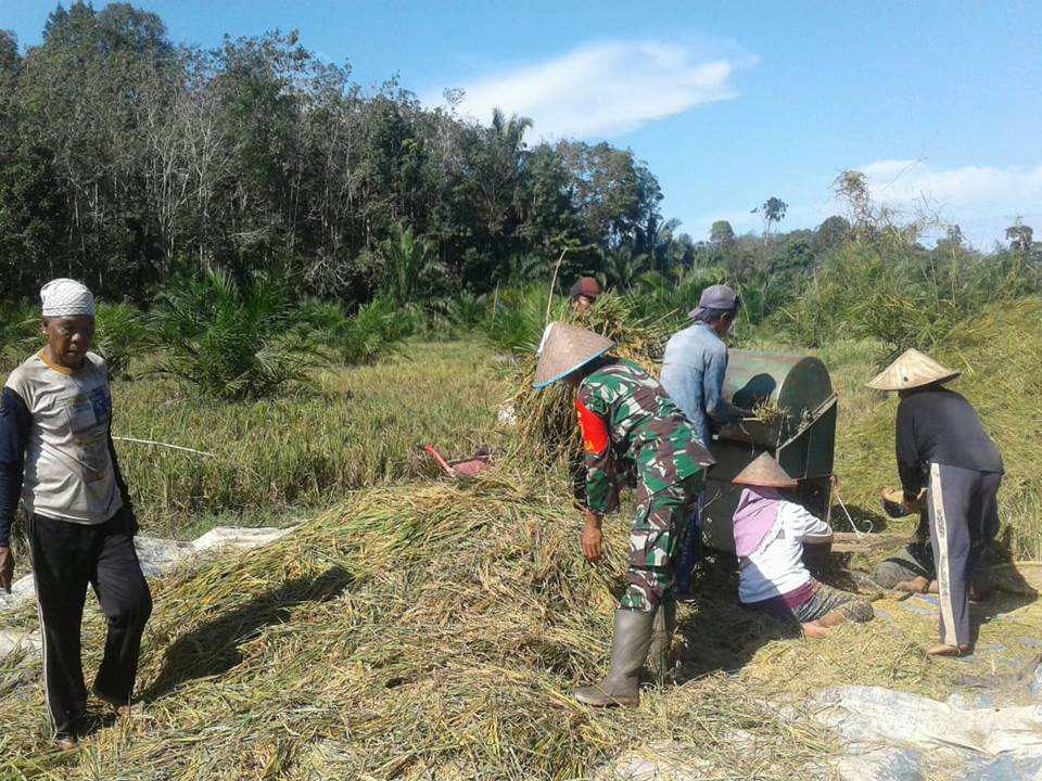 Babinsa Dampingi Petani Tangani Masalah Upsus