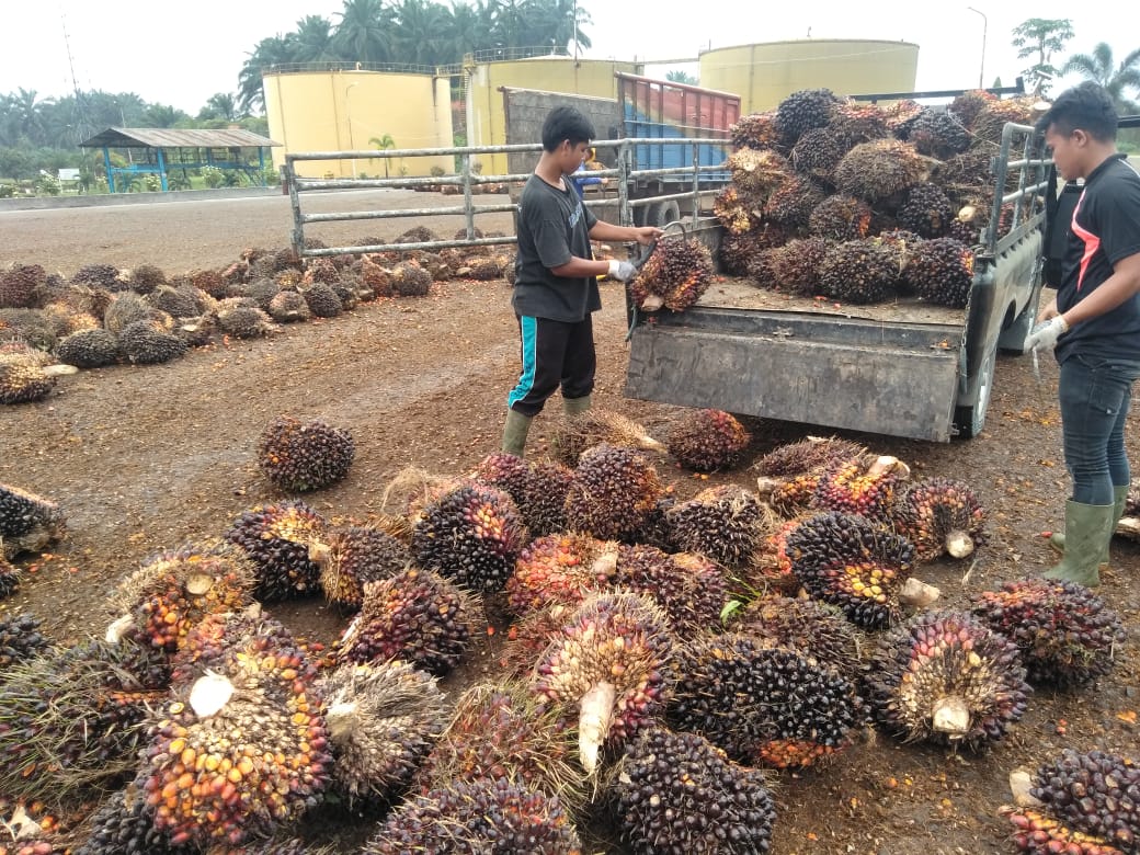 Medekati Lebaran, Harga TBS Makin Jeblok