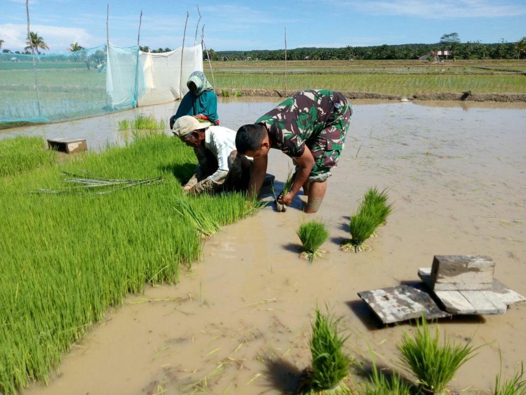 Koptu Sahroni Babinsa Koramil 423-04/PH Dampingi Petani Cabut Benih Padi