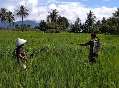 Babinsa Koramil Arga Makmur Turun Ke Sawah Bantu Petani