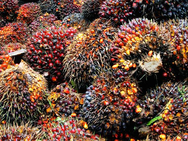 Belum Bergerak, Harga Sawit Masih Rp 2.300/Kg