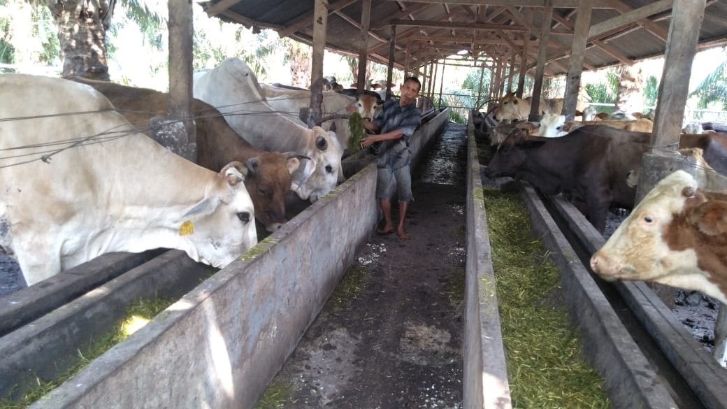 Sapi Kurban Dibanderol Dari Rp 14 Juta Per Ekor