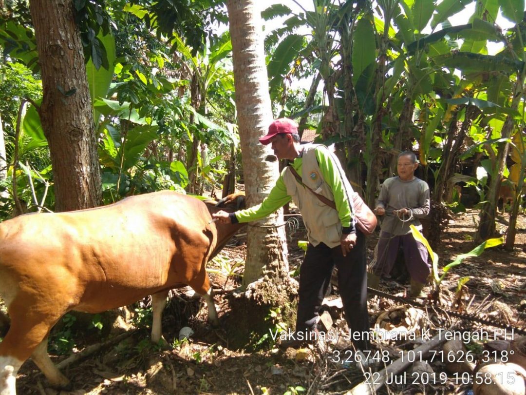 Vaksin Keliling, Antisipasi Jembrana