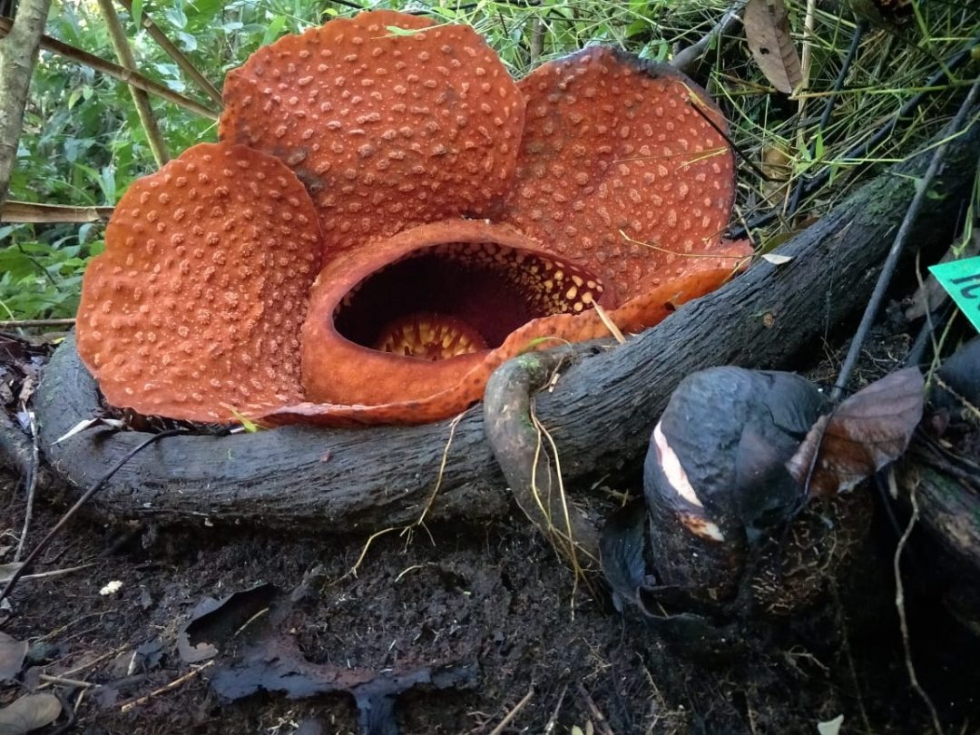 Raflesia Kembali Mekar di Kemumu