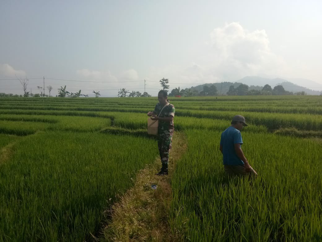 Sukseskan Swasembada Pangan, Babinsa Bantu Petani Beri Pupuk Padi