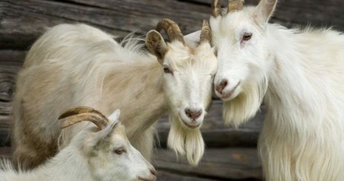 Puluhan Kambing Dibagikan Agustus