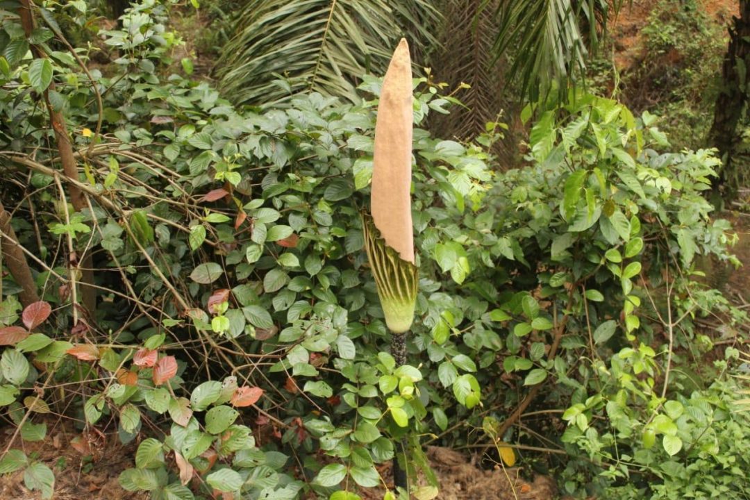 Bunga Bangkai Raksasa Tumbuh di Alno