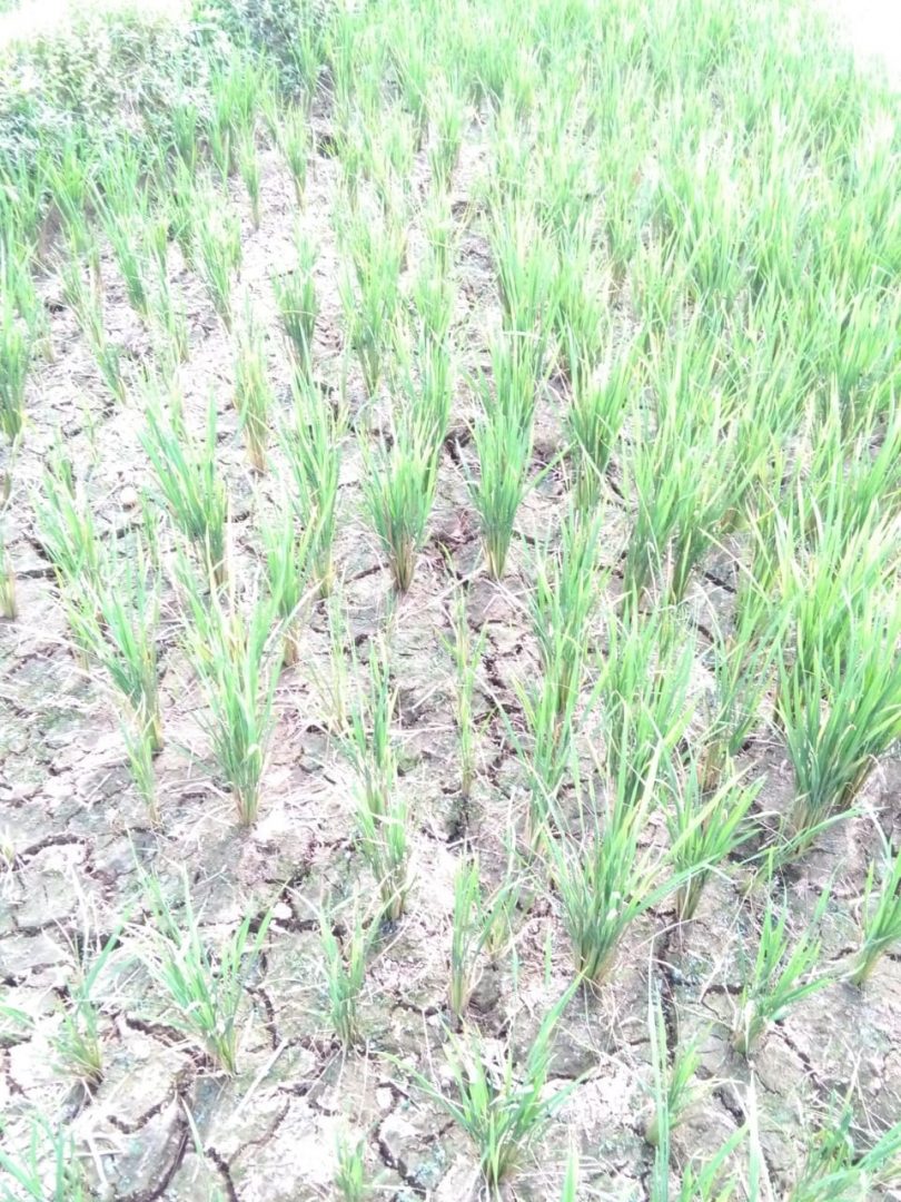 Puluhan Hektar Padi Sawah Kekeringan