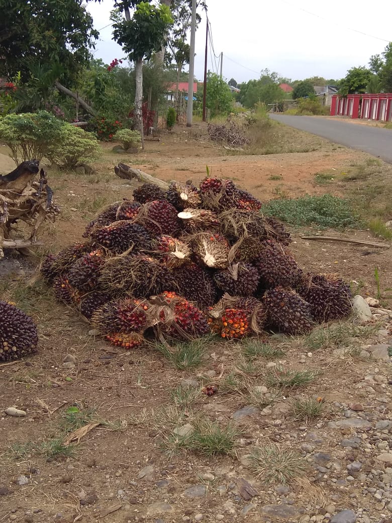 Harga TBS Sawit Naik Rp 30 Perkilo