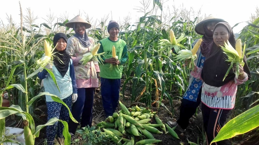 Budidaya Jagung Manis Petani Desa Temon Cukup Menguntungkan