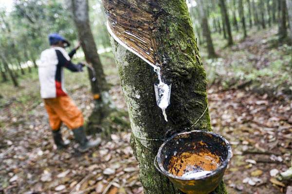 Getah Karet Menurun, Harga “Lesu”