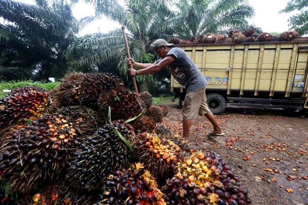 Harga Sawit Tertinggi Rp 1.380/Kg