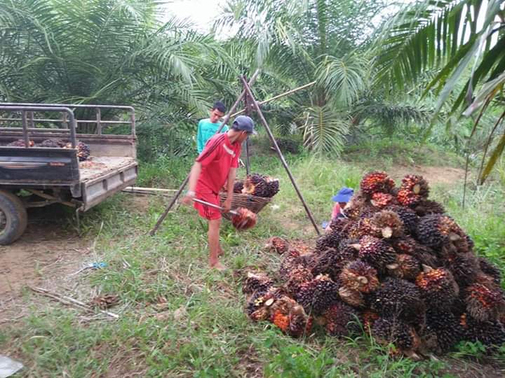 Produksi Anjlok, Harga TBS Sawit Rp 1.580/Kg