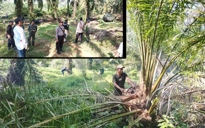 Sterilkan CA, BKSDA ‘Babat’ Sawit Masyarakat