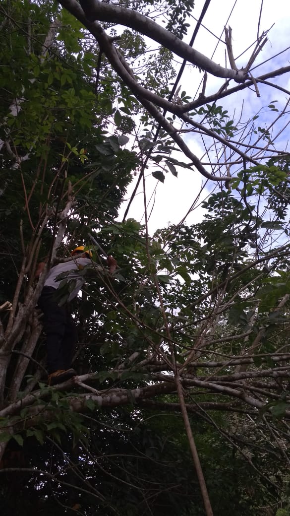 Pohon Rimbun di Jaringan PLN, Berbahaya