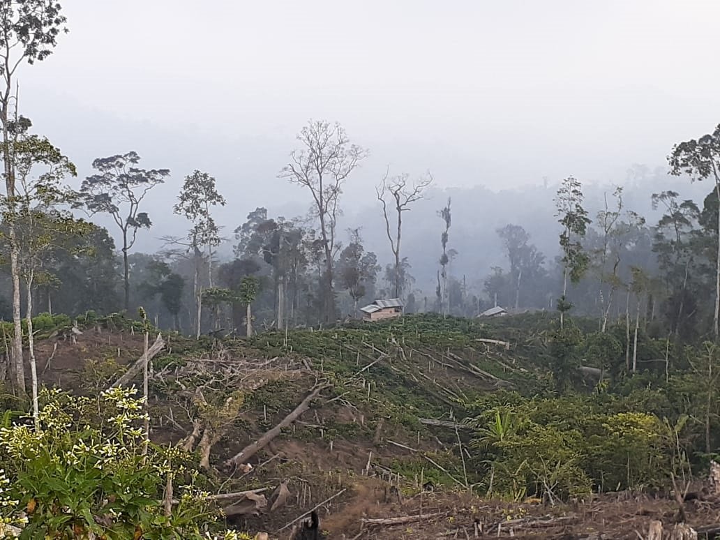 Ratusan Hektar Hutan Lindung Digunduli