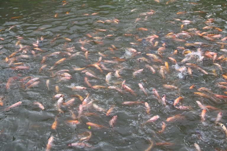 Kemarau, Berkah Untuk Pemburu Ikan