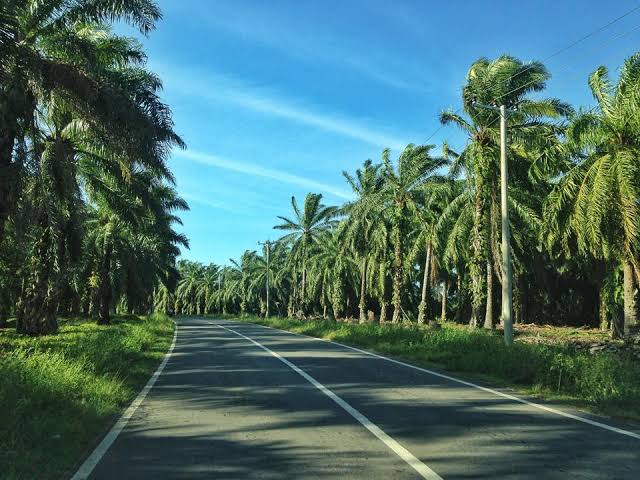 Penyerahan Kebun Kas dari Agricinal Tunggu Jadwal Pemda