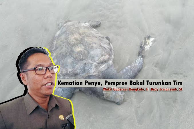 Kematian Penyu, Pemprov Bakal Turunkan Tim