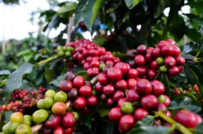 Kopi Sambung Tingkatkan Perekonomian Petani