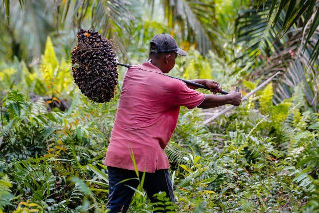 Harga Sawit Tembus Rp 1.490/Kg