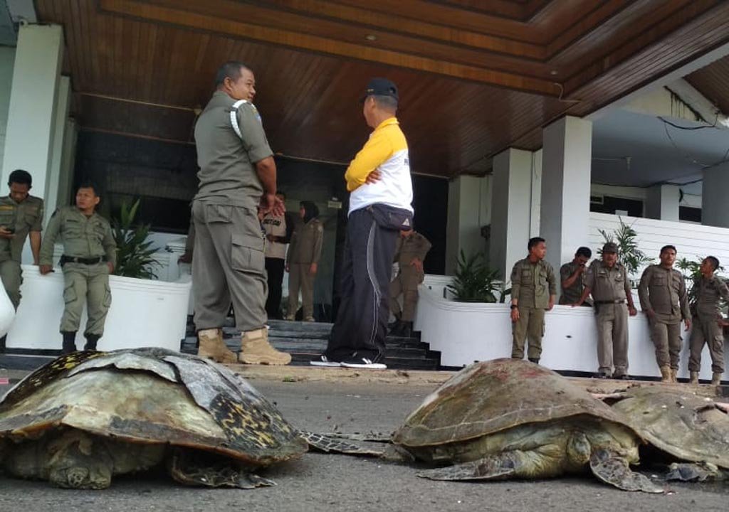 PLTU Dituding, Bangkai Penyu Dibawa ke Kantor Gubernur