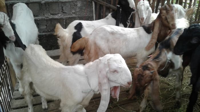 Puluhan Kambing Jawa Randu Dibagi