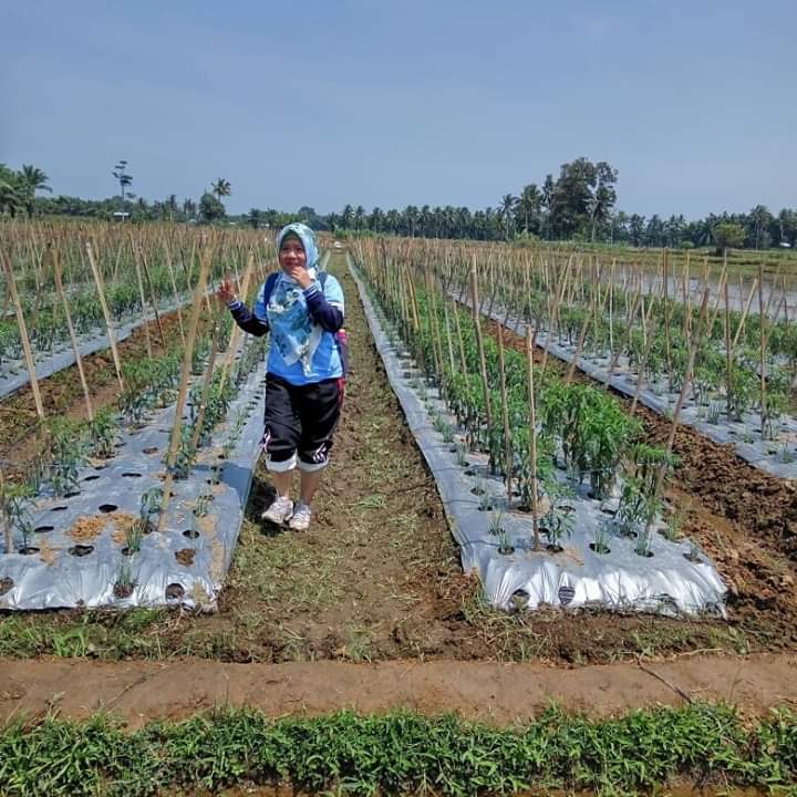 Petani Kembangkan Tanaman Cabe