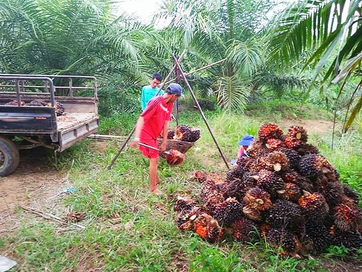 Produksi Turun, Harga Sawit Tembus Rp 1.760/Kg