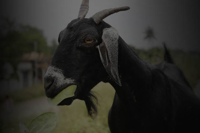 APBD Untuk NP Nol, RKPD Jadi ‘Kambing Hitam’