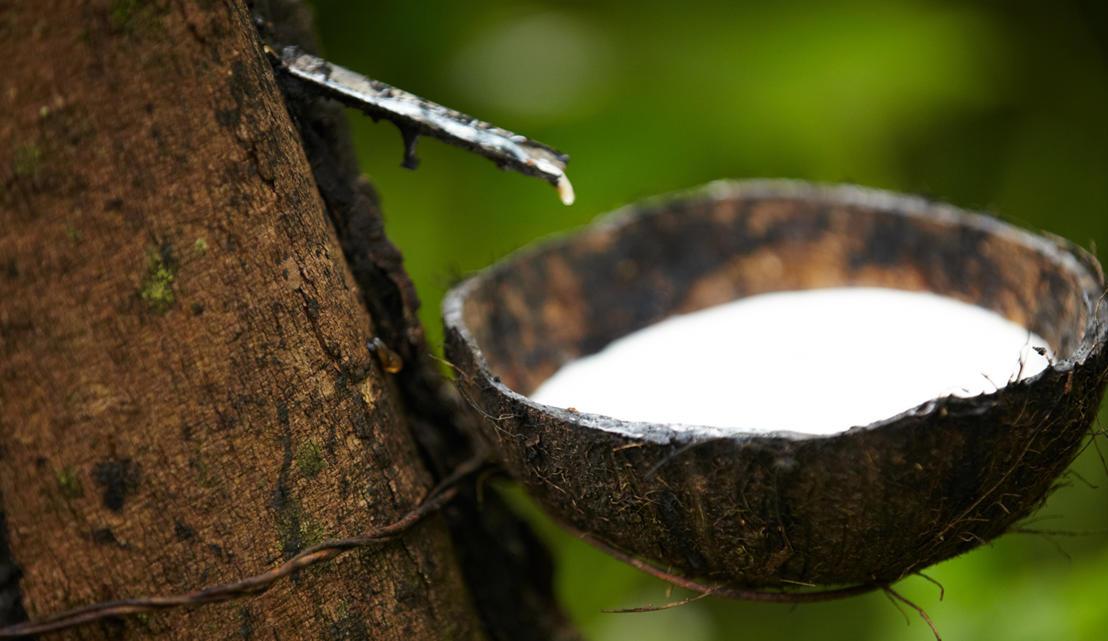 Jelang Tahun Baru, Harga Karet Anjlok