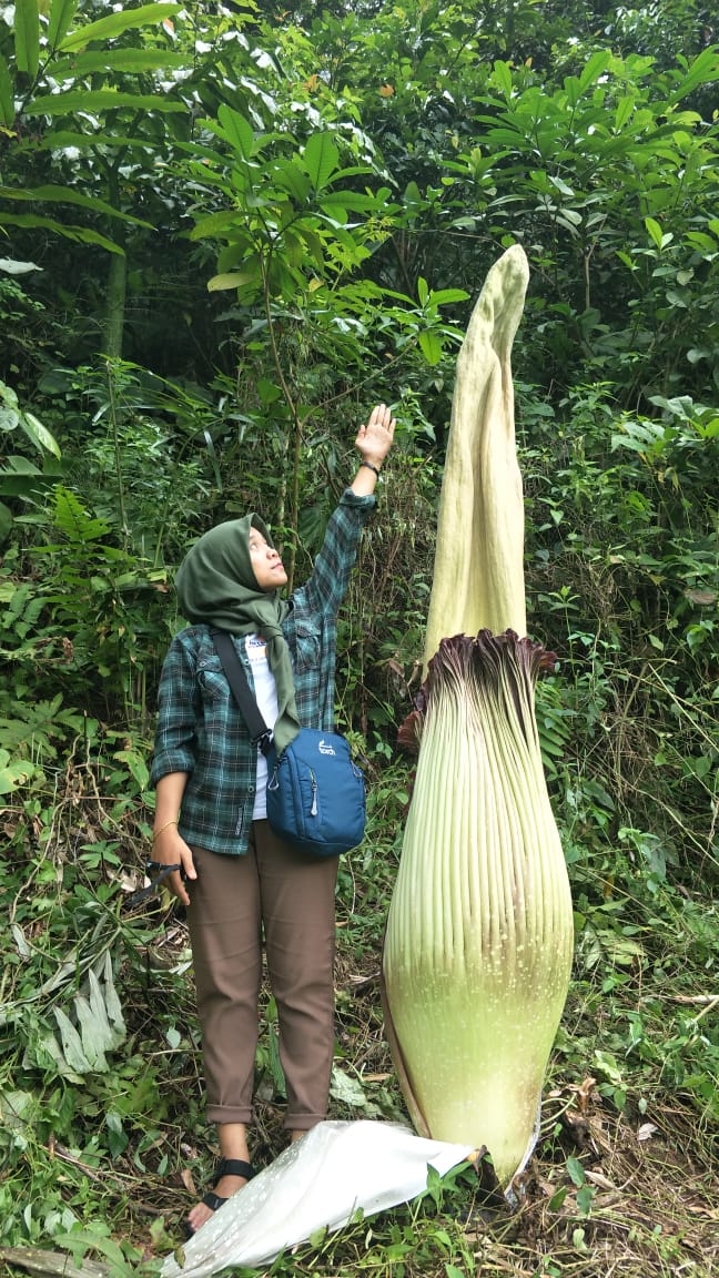 Bunga Bangkai Kembali Mekar di BU