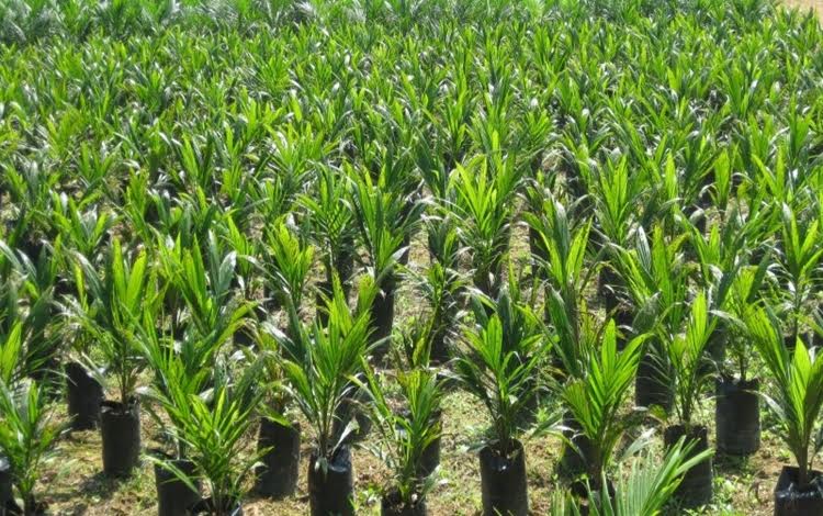 Tahun Ini, 1.000 Hektar Lahan Replanting