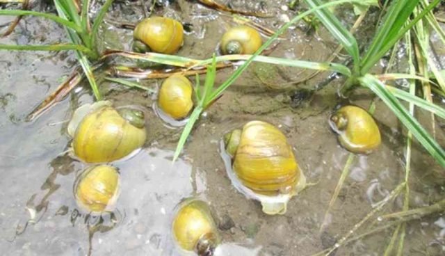 Petani Keluhkan Hama Keong Mas