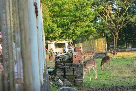 Pengelolaan Taman Rusa Diserahkan ke Distanak